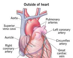 Cardiology Specialist of Acadiana: What Patients Should Know Before Choosing a Heart Specialist